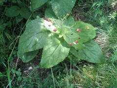 Scrophularia alpestris