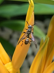 Mischocyttarus mexicanus