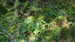 Cypripedium reginae