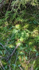 Cypripedium reginae
