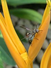 Mischocyttarus mexicanus