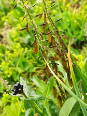 Macropodium nivale