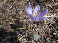 Crocus vernus