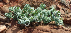 Albuca concordiana