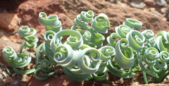 Albuca concordiana
