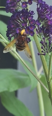 Volucella zonaria