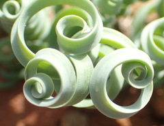 Albuca concordiana
