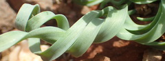 Albuca concordiana