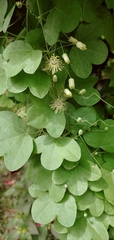 Passiflora lutea