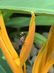 Mischocyttarus mexicanus