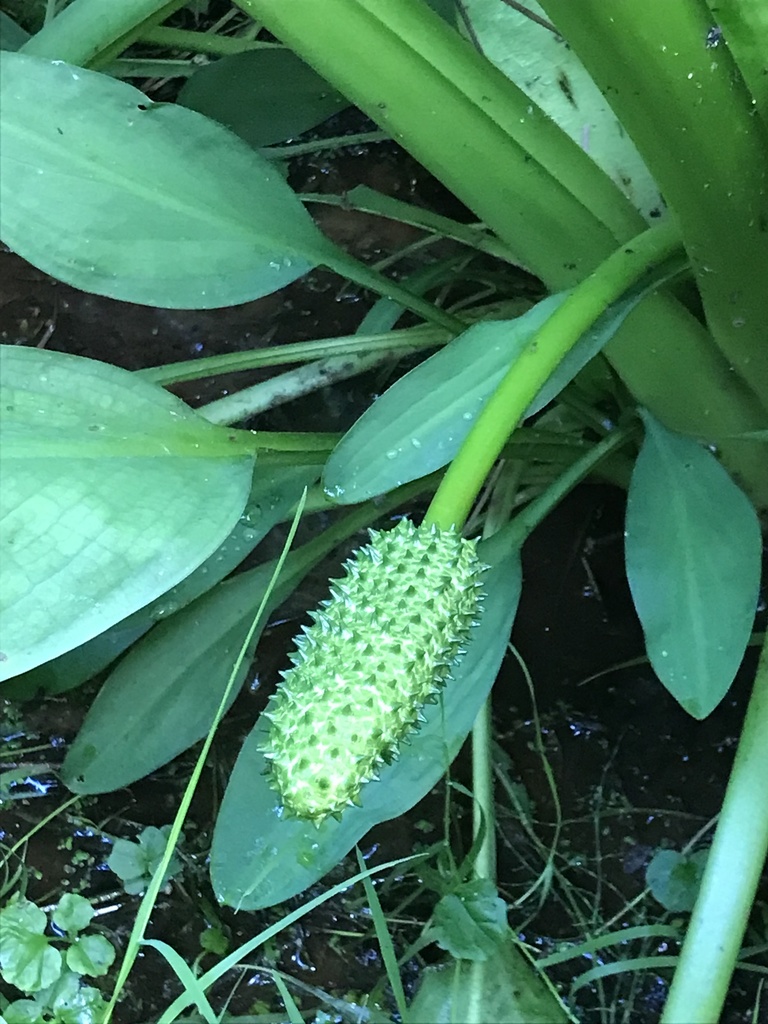 Skunk Cabbages and Golden-clubs