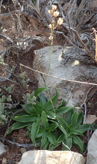 Chlorophytum crispum