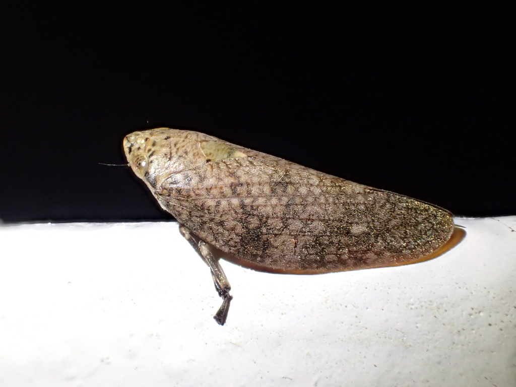 Hymettus