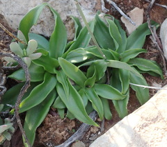 Chlorophytum crispum