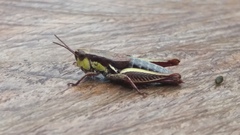 Bogotacris acuticauda