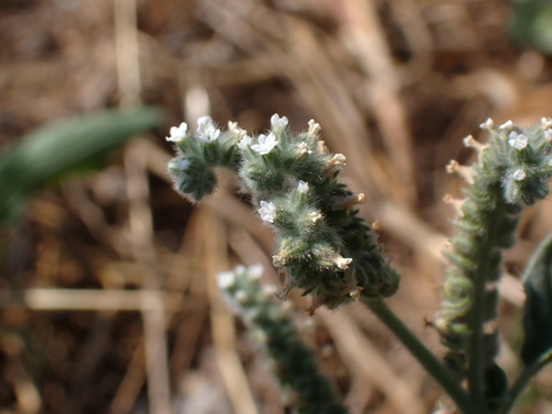 Europska bradavka (Heliotropium europaeum)