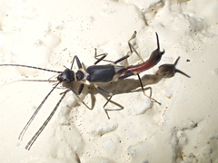 Diplatys