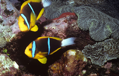 Amphiprion chrysopterus