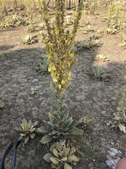 Verbascum
