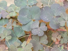 Oxalis stricta rufa