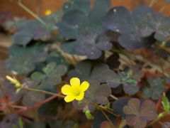Oxalis stricta rufa