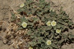 Chamaesaracha pallida