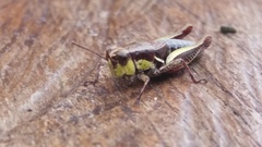 Bogotacris acuticauda