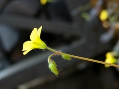 Oxalis stricta rufa