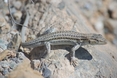 Acanthodactylus erythrurus