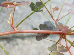 Oxalis stricta rufa