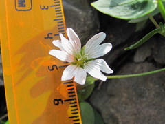 Cerastium polymorphum