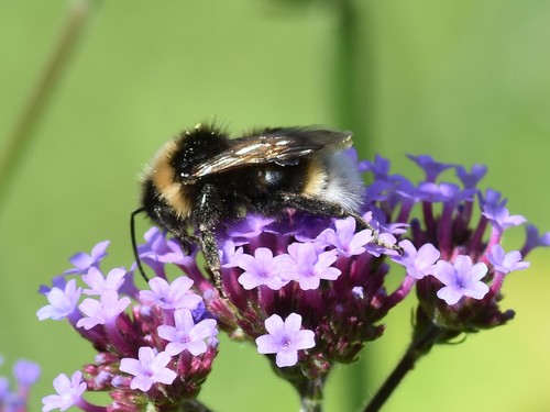 Garden Bumble Bee, 9968 Pieterburen, Nederland, photo 10 of 10