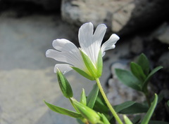 Cerastium polymorphum