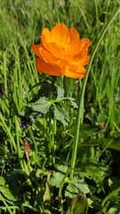Trollius asiaticus