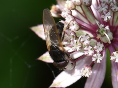 Cheilosia impressa