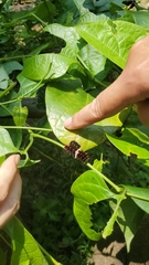 Aristolochia acuminata