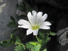 Cerastium polymorphum