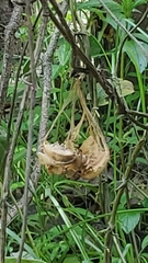 Aristolochia acuminata