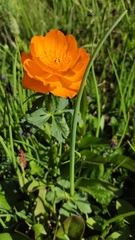 Trollius asiaticus