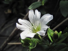 Cerastium polymorphum