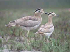 Burhinus superciliaris