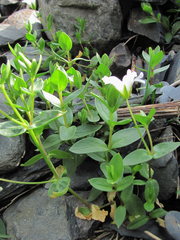 Cerastium polymorphum