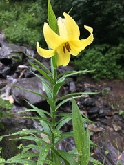 Lilium kesselringianum