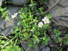 Cerastium polymorphum