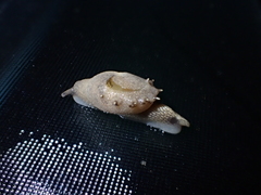 Ariophantidae