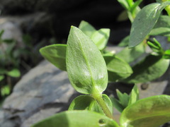 Cerastium polymorphum