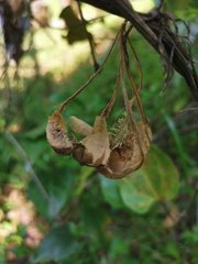 Aristolochia acuminata