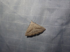 Macrochilo hypocritalis