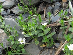 Cerastium polymorphum