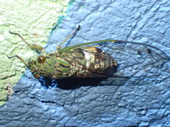 Orientopsaltria